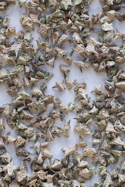 Bai Ji Li (Ci Ji Li; Ji Li), 1lb