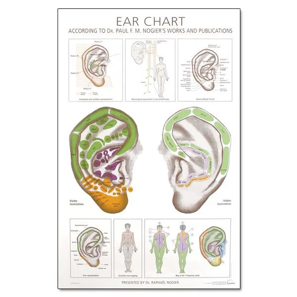 Sedatelec Ear Wall Chart According to the Work of Paul Nogier