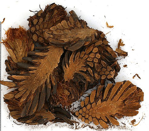 Guan Zhong, 1lb