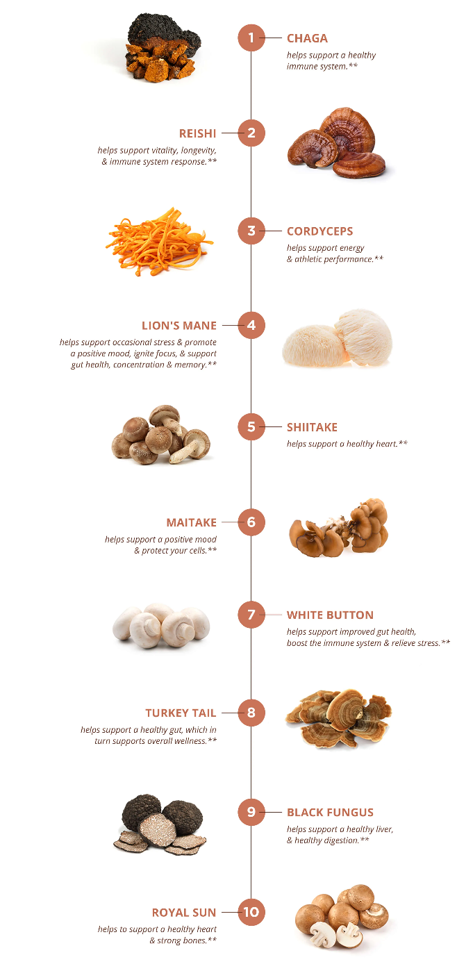 HERBvantage Complex Mushroom Gummies - 60 Gummies