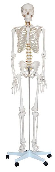 Life-Size Skeleton, 71"