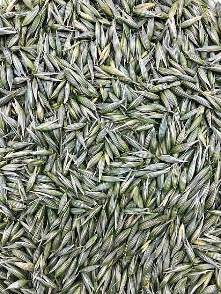 Oat Tops, Milky Oat Tops, organic, (Dried at milky stage)