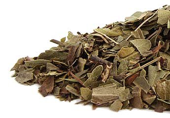 Uva Ursi (Arctostaphylos uva ursi), Organic