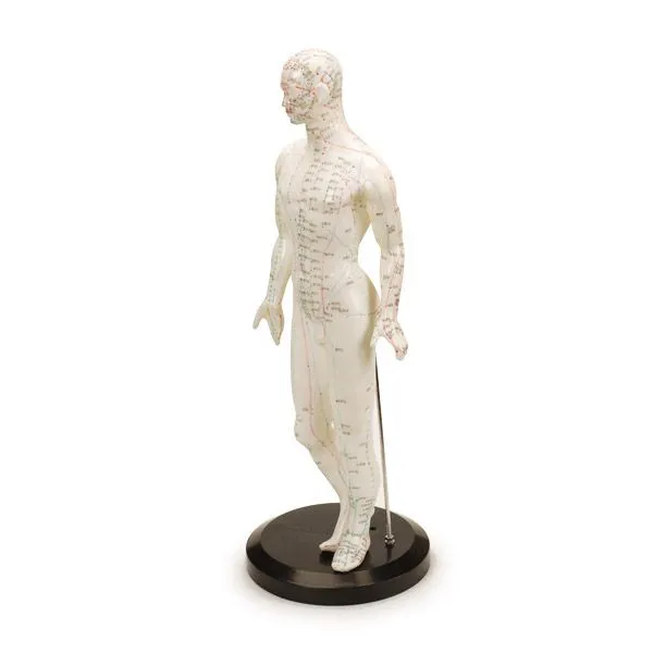 Human Male Acupuncture Model 18”