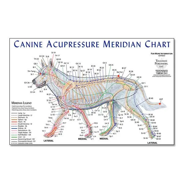 Canine Meridian Chart
