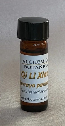 Qi Li Xiang (Orange Jessamine) - Murraya paniculata, 1 dram