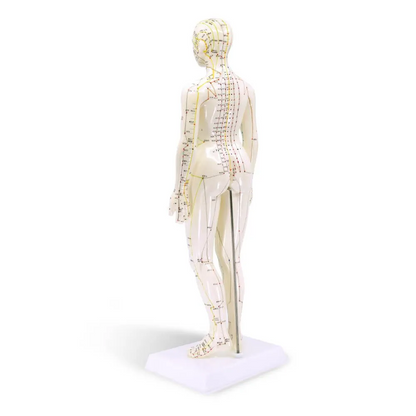Human Female Acupuncture Model 19”