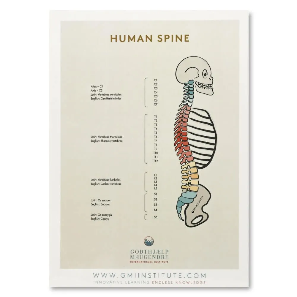 Autonomous Nervous System and Spine Chart