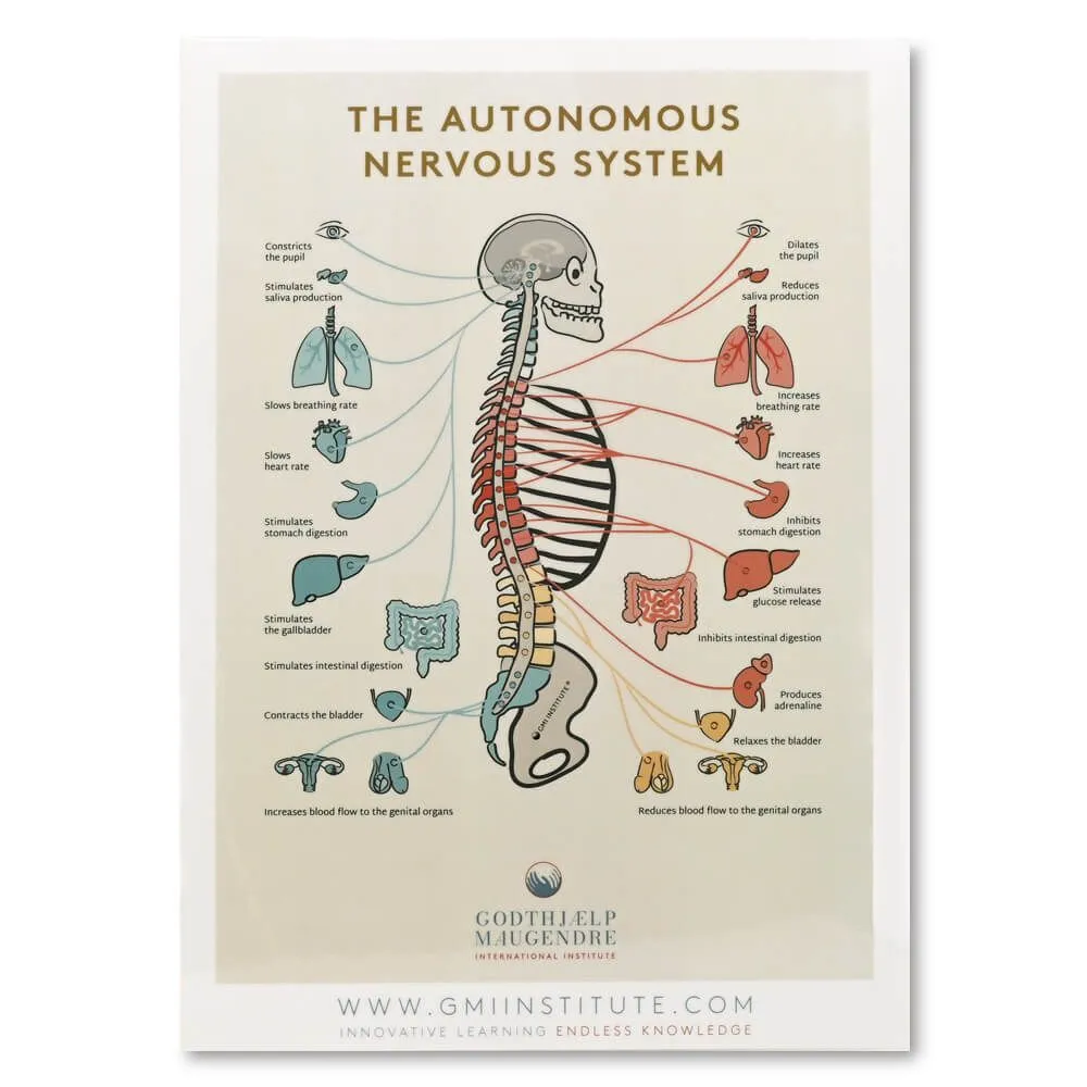 Autonomous Nervous System and Spine Chart