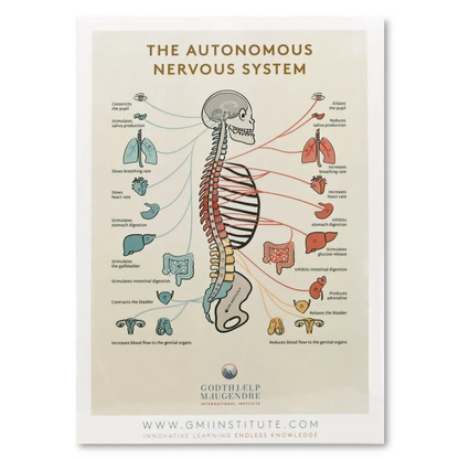 Autonomous Nervous System and Spine Chart