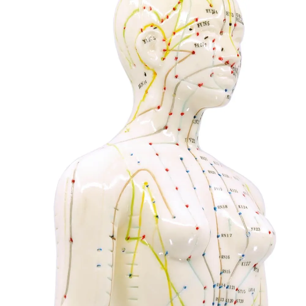 Human Female Acupuncture Model 19”