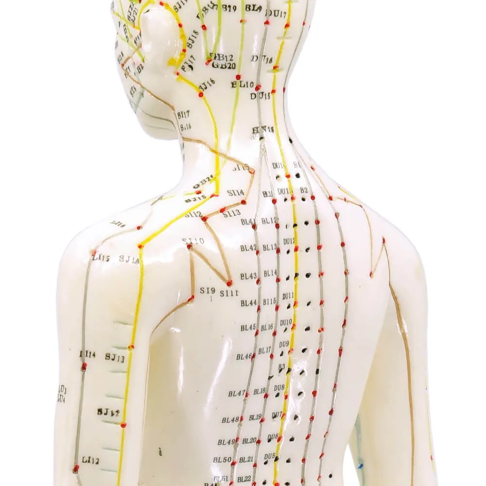 Human Female Acupuncture Model 19”