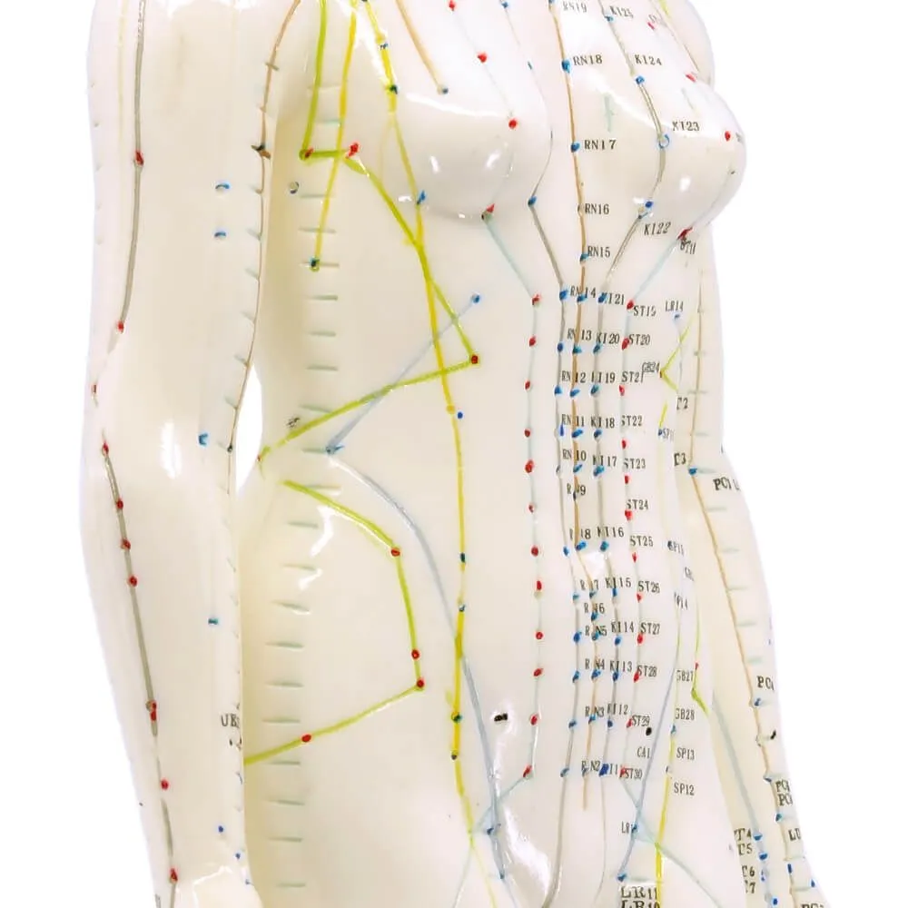 Human Female Acupuncture Model 19”