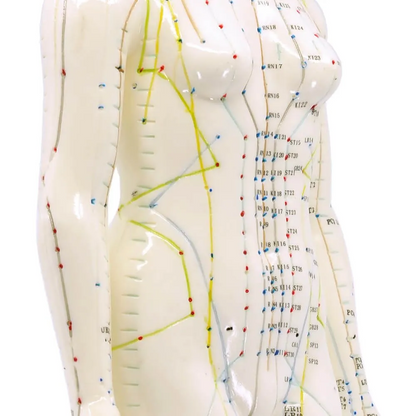 Human Female Acupuncture Model 19”