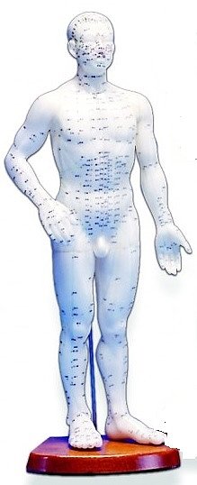 Human Acupuncture Model Male, 22"