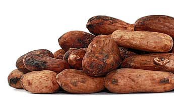 Cacao (Theobroma cacao) Whole, Organic