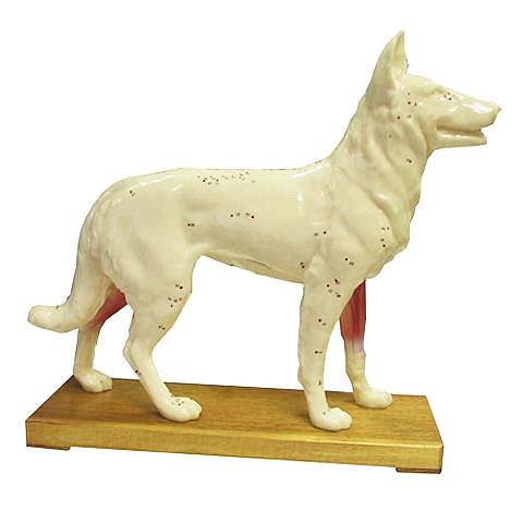 Dog Acupuncture Model