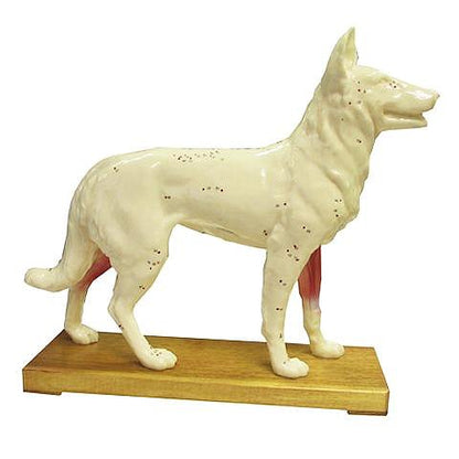 Dog Acupuncture Model