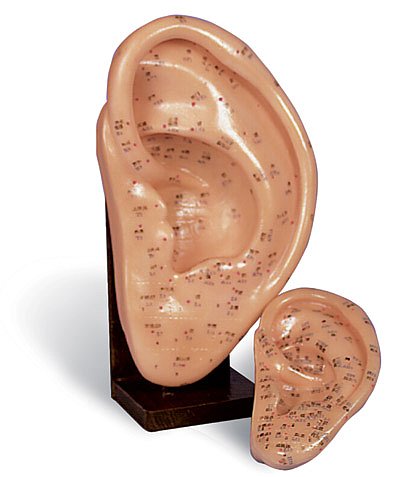 Ear Model Giant 9"