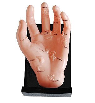 Hand Model Illustrating Organs