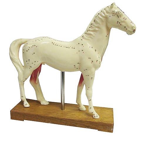 Horse Acupuncture Model