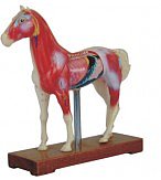 Horse Acupuncture Model - Image 2