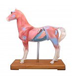 Horse Acupuncture Model - Image 3