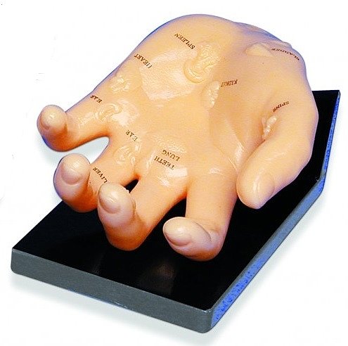 Large Hand Model, 8"