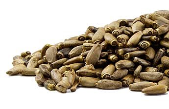 Milk Thistle Seed (Silybum marianum) - Organic, 1lb