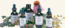 Skunk Cabbage (Symplocarpus Foetidus) fresh root, 2 oz.