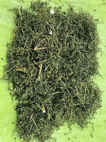 Qing Hao - Certified Organic, U.S. Grown, 1lb