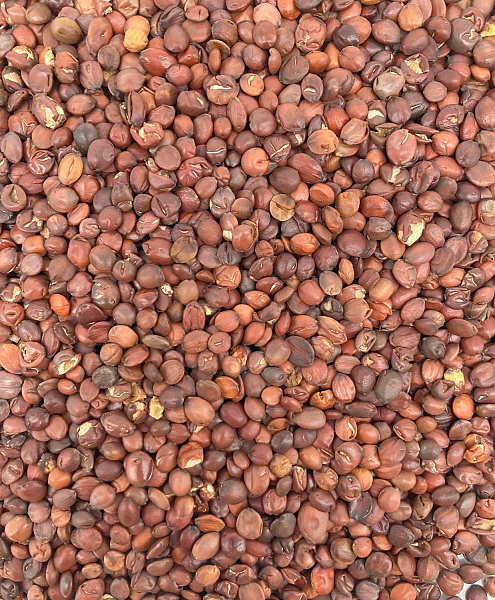 Suan Zao Ren (Chao) - Lab Tested, 1lb