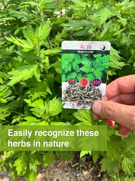 TCM Single Herb Deck - 1 of 3 - Image 3